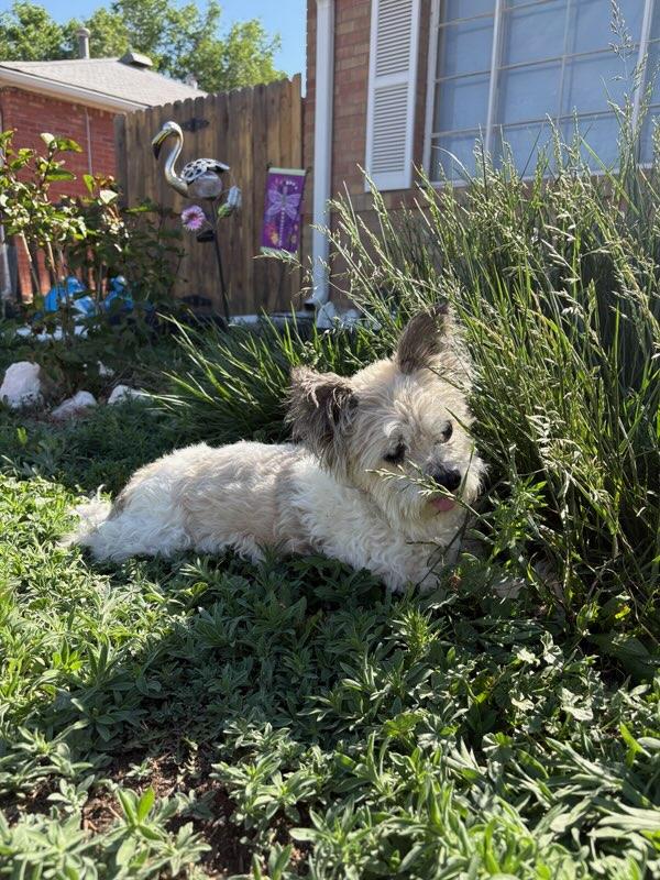 Gizmo, a Adoptable mixed breed in Windsor, CO image 4/6