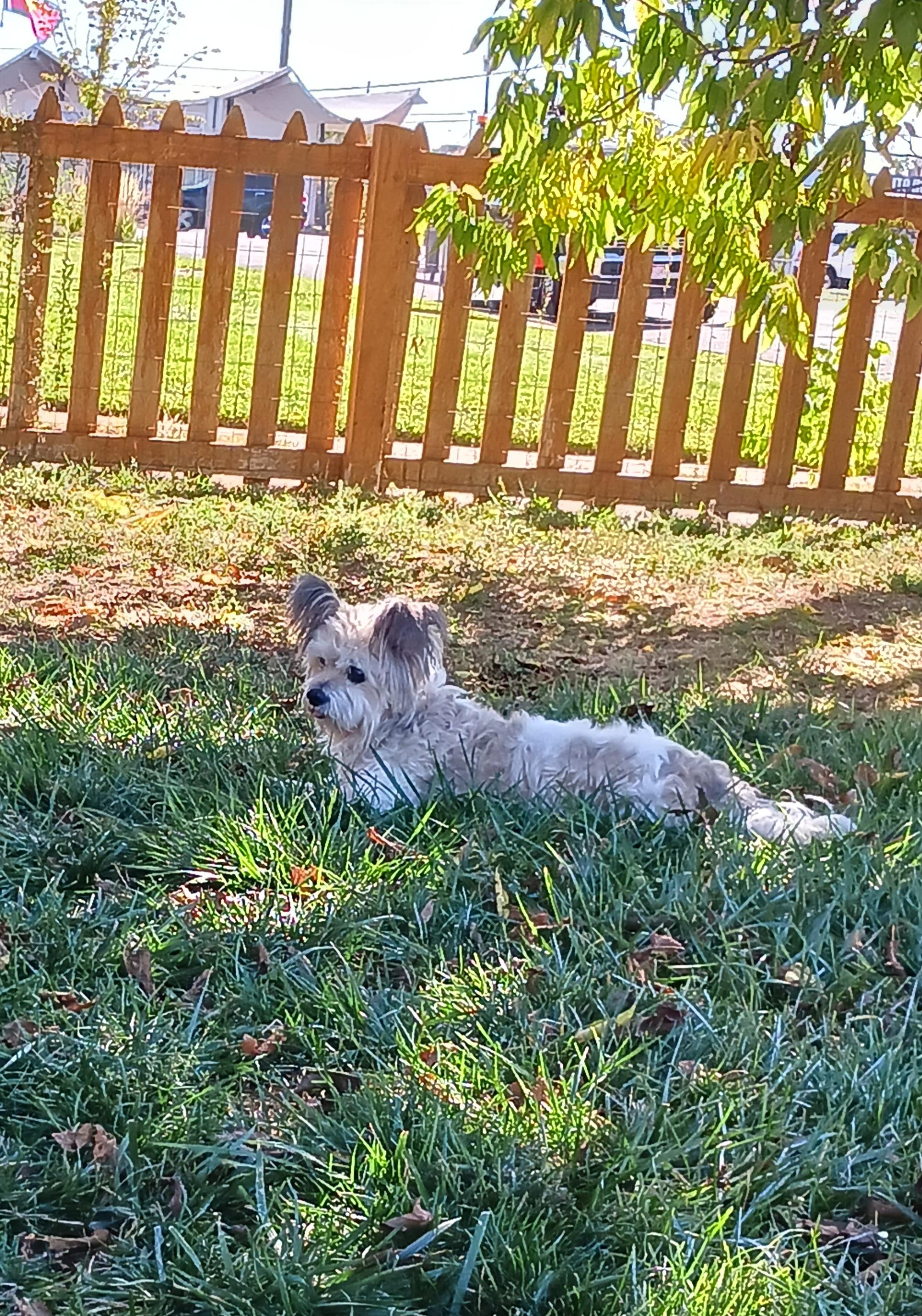 Gizmo, a Adoptable mixed breed in Windsor, CO image 4/6