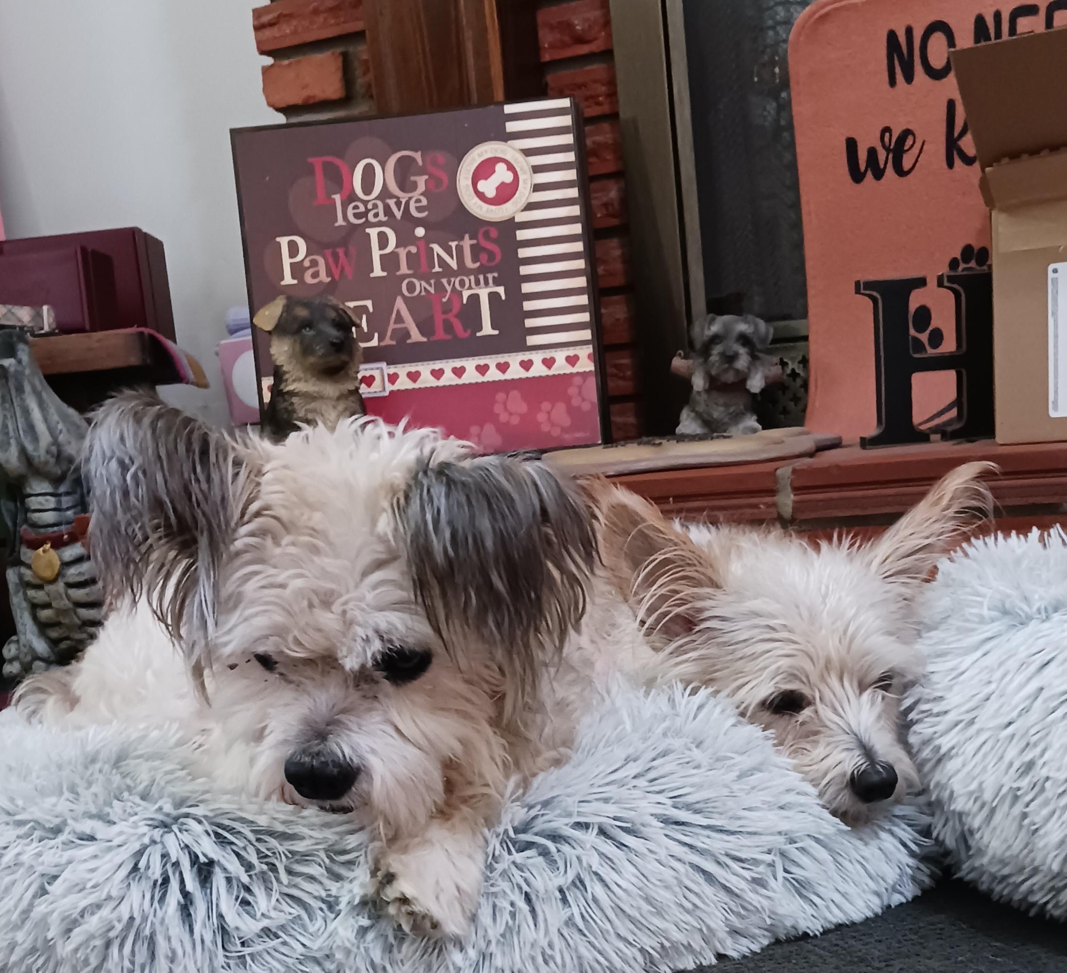 Gizmo, a Adoptable mixed breed in Windsor, CO image 5/6