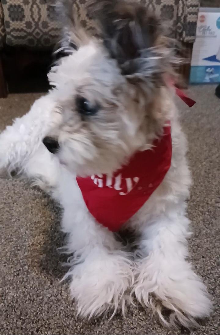 Enlarge Gizmo, a Adoptable mixed breed in Windsor, CO image 5/6