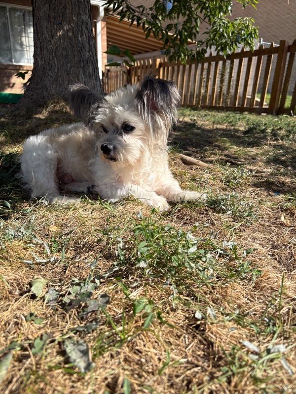 Gizmo, a Adoptable mixed breed in Windsor, CO image 6/6