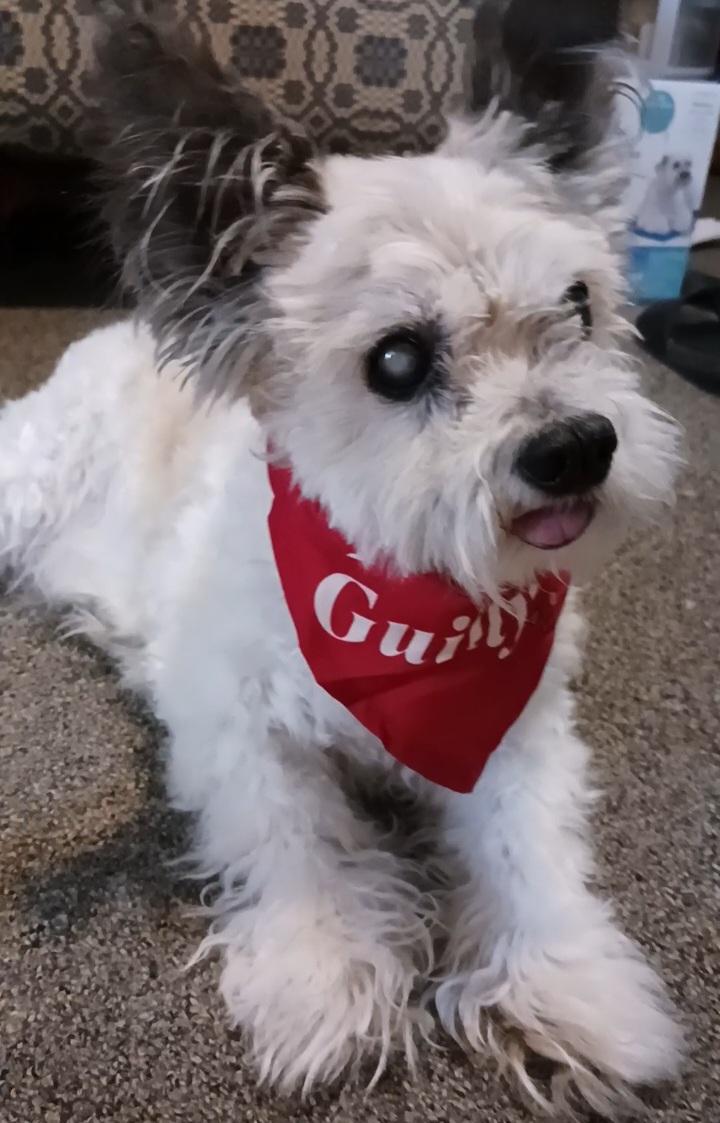 Enlarge Gizmo, a Adoptable mixed breed in Windsor, CO image 6/6