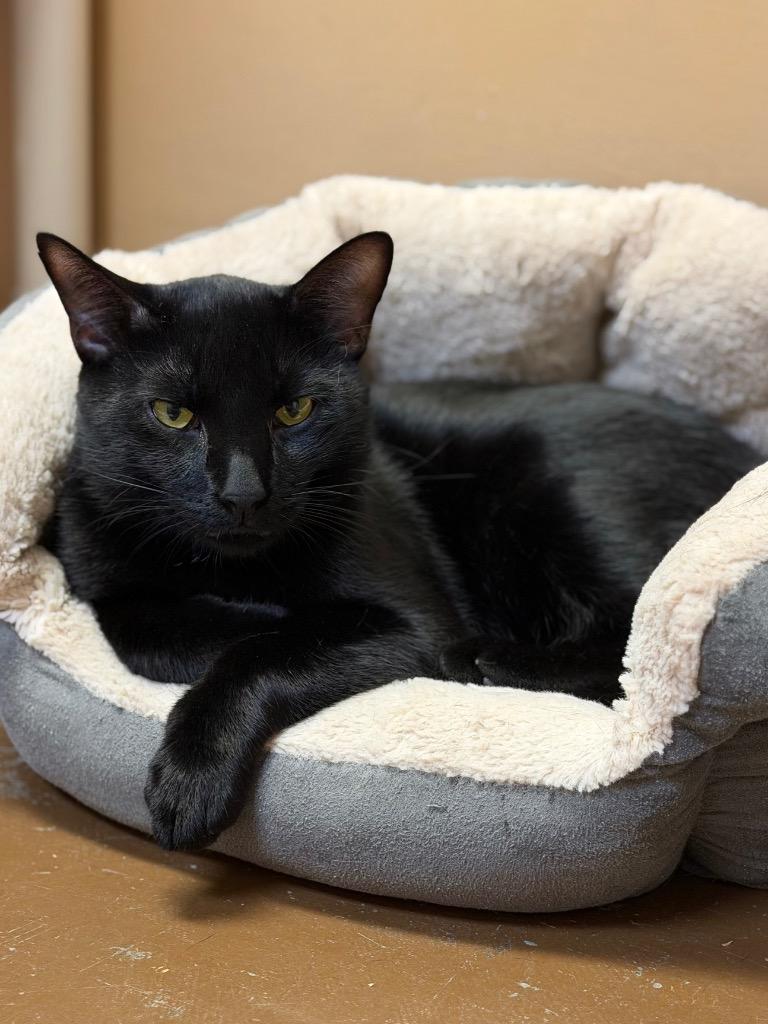 Carlos, a Adoptable Domestic Short Hair in Ocala, FL image 1/4