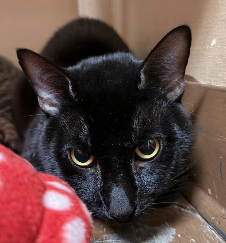 Carlos, Adoptable, Young Male Domestic Short Hair.