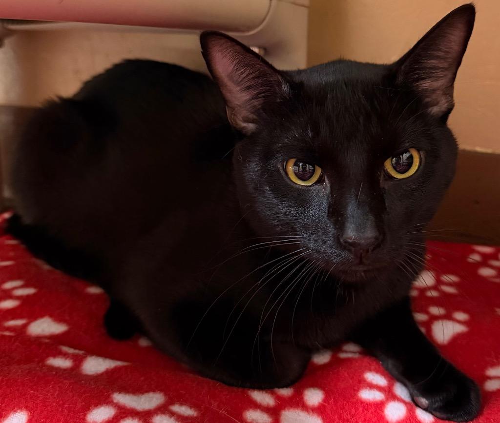 Carlos, a Adoptable Domestic Short Hair in Ocala, FL image 3/4