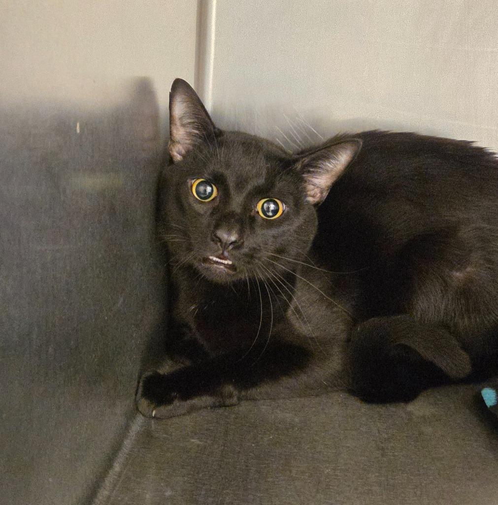Carlos, a Adoptable Domestic Short Hair in Ocala, FL image 4/4