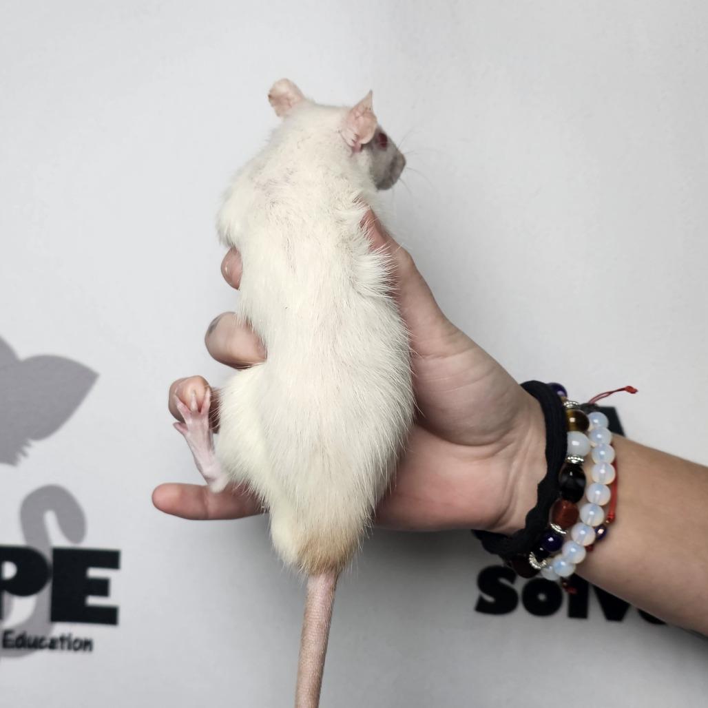 Earl, Adoptable, Baby Male Rat.