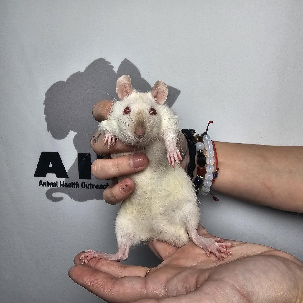 Earl, a Adoptable Rat in Milton, FL image 2/2