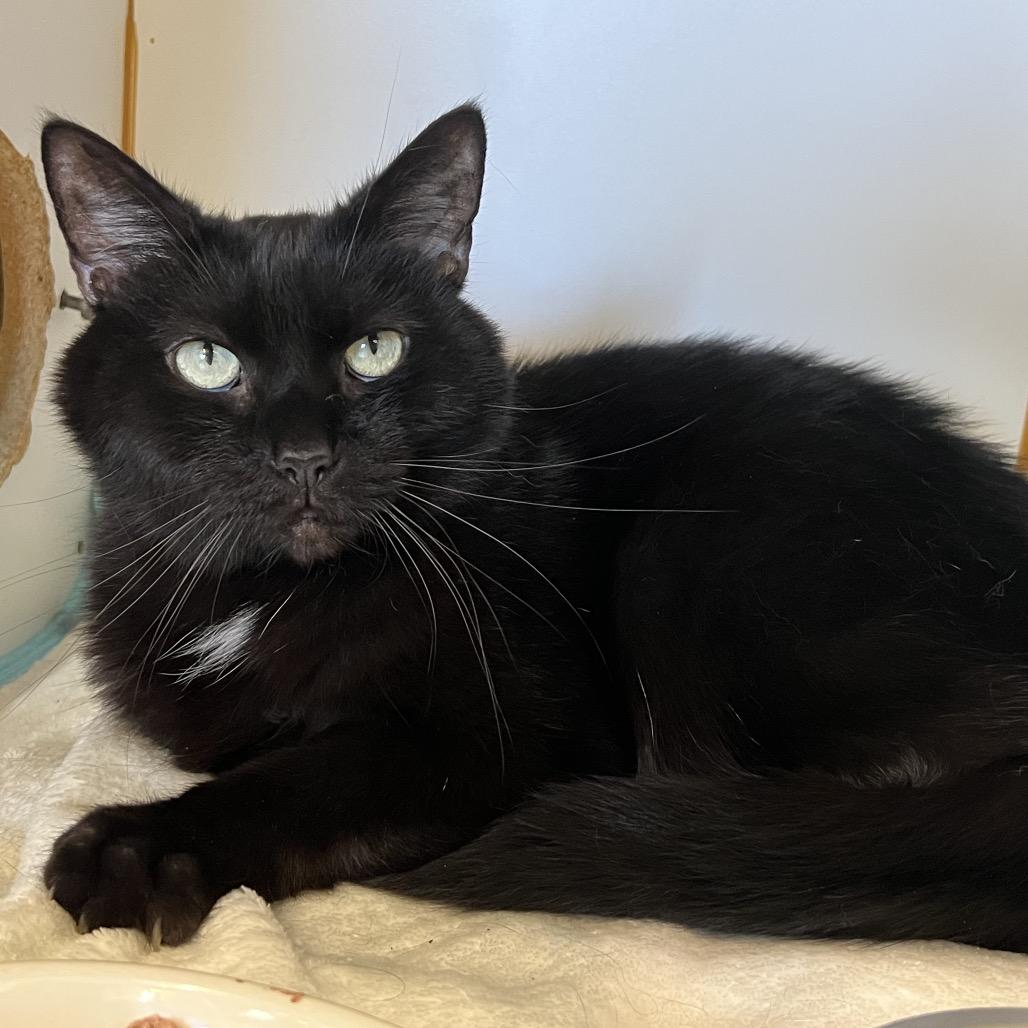 Blaze, Adoptable, Senior Male Domestic Short Hair.