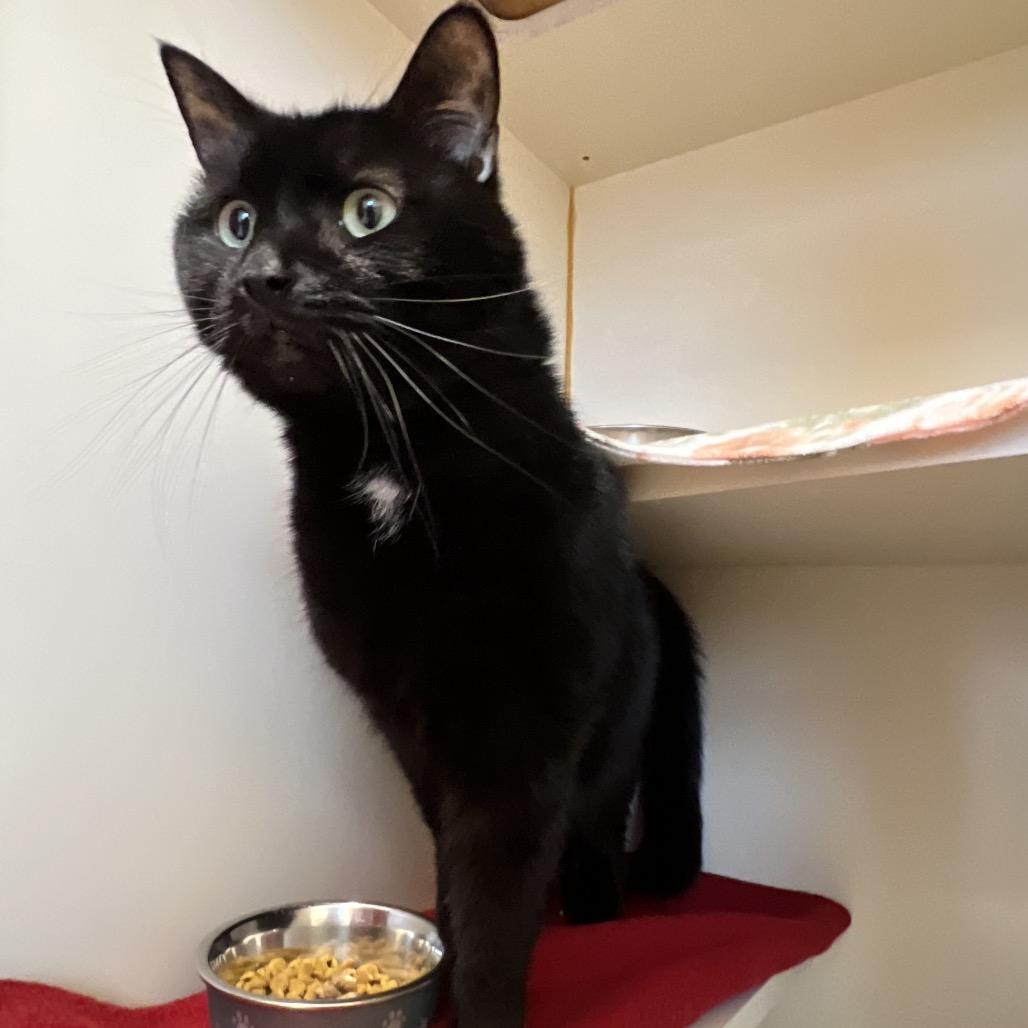 Enlarge Blaze, a Adoptable Domestic Short Hair in Delaware, OH image 2/6