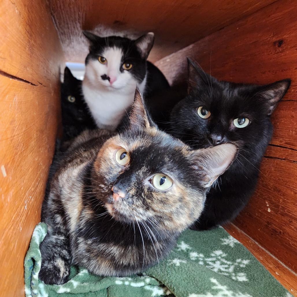 Enlarge Blaze, a Adoptable Domestic Short Hair in Delaware, OH image 3/6