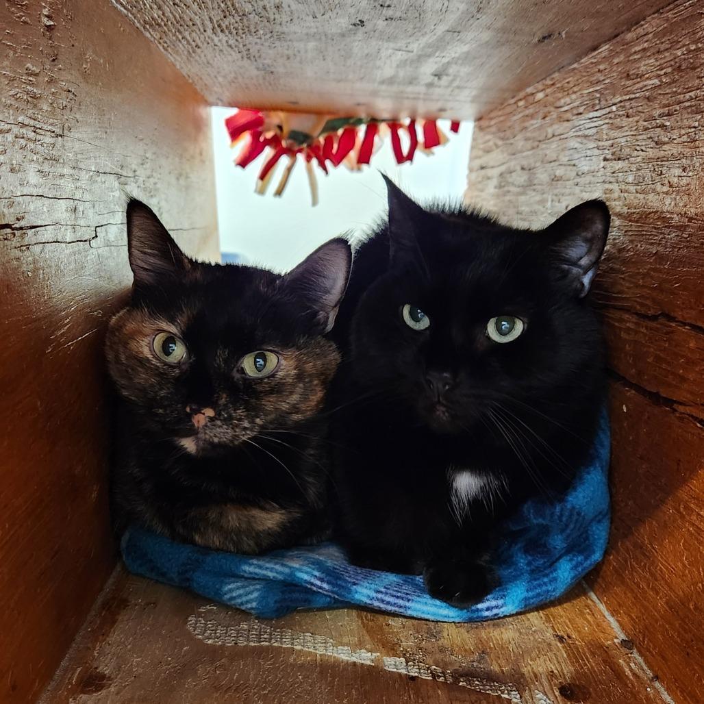 Enlarge Blaze, a Adoptable Domestic Short Hair in Delaware, OH image 4/6