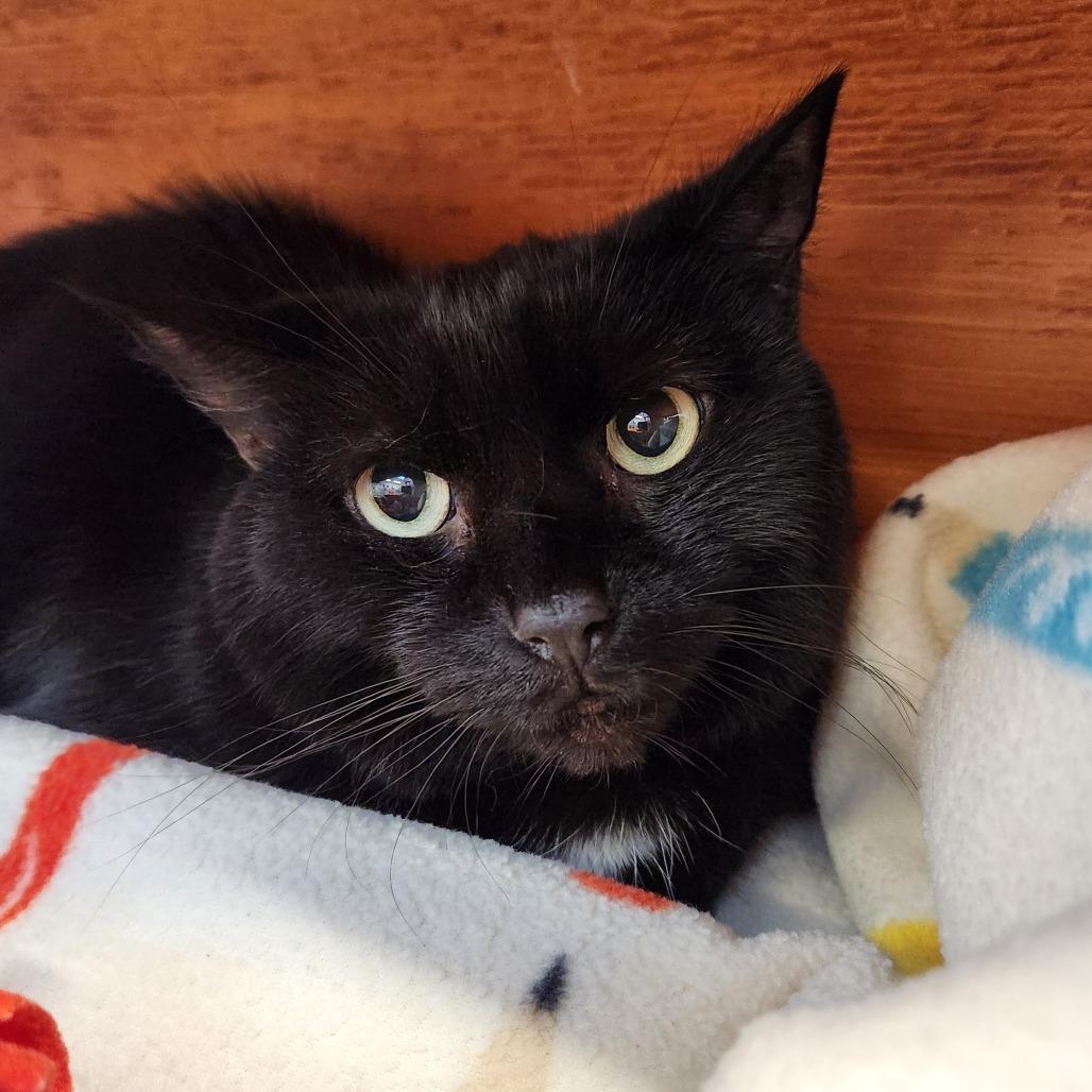 Enlarge Blaze, a Adoptable Domestic Short Hair in Delaware, OH image 6/6