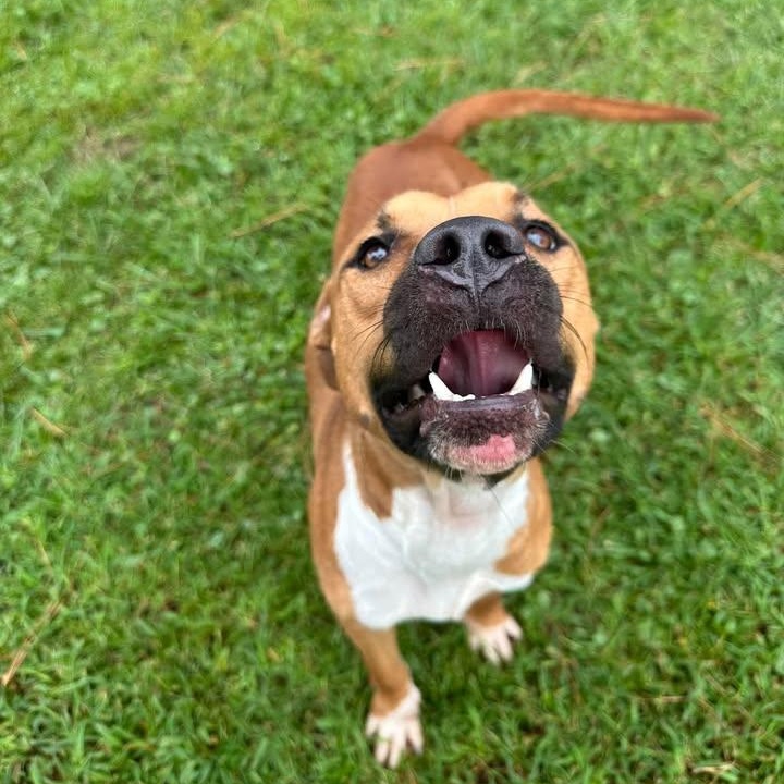 Enlarge Lightning, a Adopted Mixed Breed in Wilmington, NC image 5/6