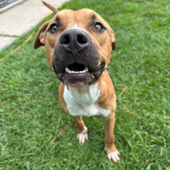 Lightning, Adopted, Young Male Mixed Breed.