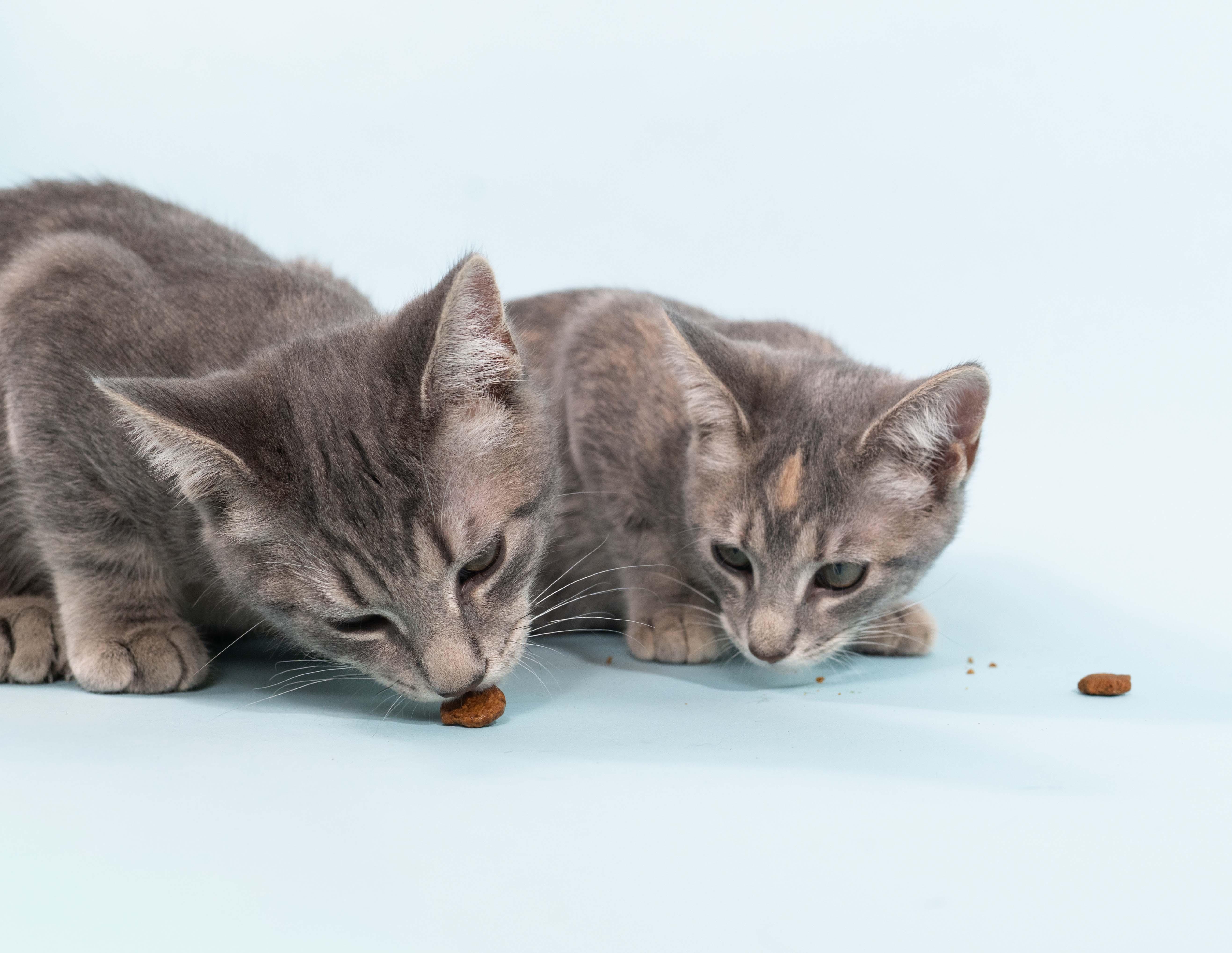 Enlarge Tomato, a Adoptable Domestic Short Hair in New York City, NY image 4/5