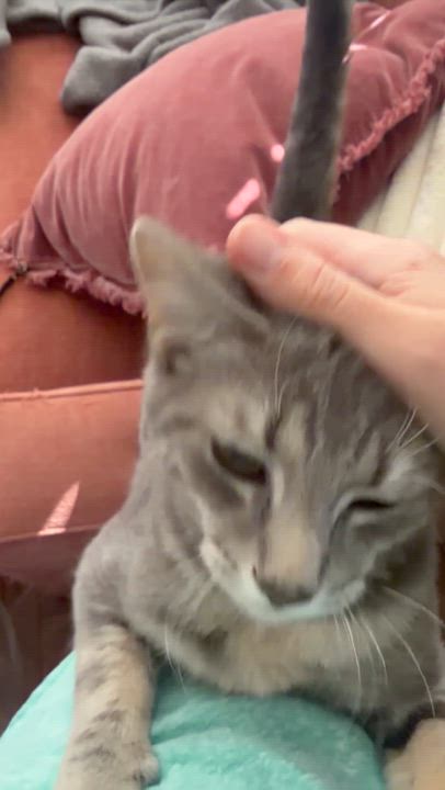 Enlarge Tomato, a Adoptable Domestic Short Hair in New York City, NY video 5/5