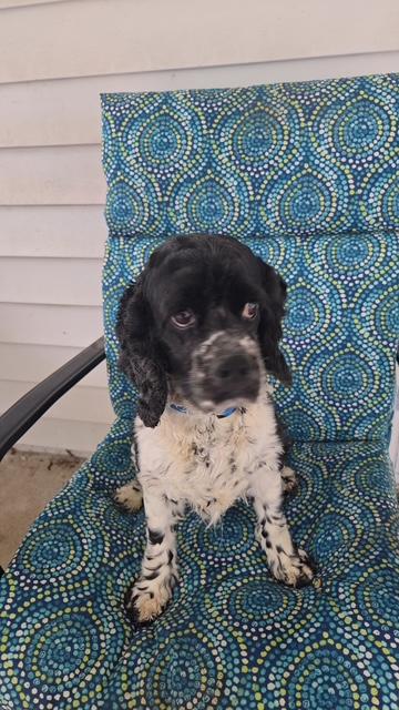 Charlotte -Special Needs/Experienced Adopter, Adoptable, Young Female Cocker Spaniel.