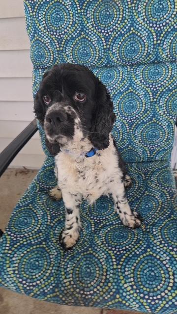 Charlotte -Special Needs/Experienced Adopter, a Adoptable Cocker Spaniel in Kannapolis, NC image 2/4