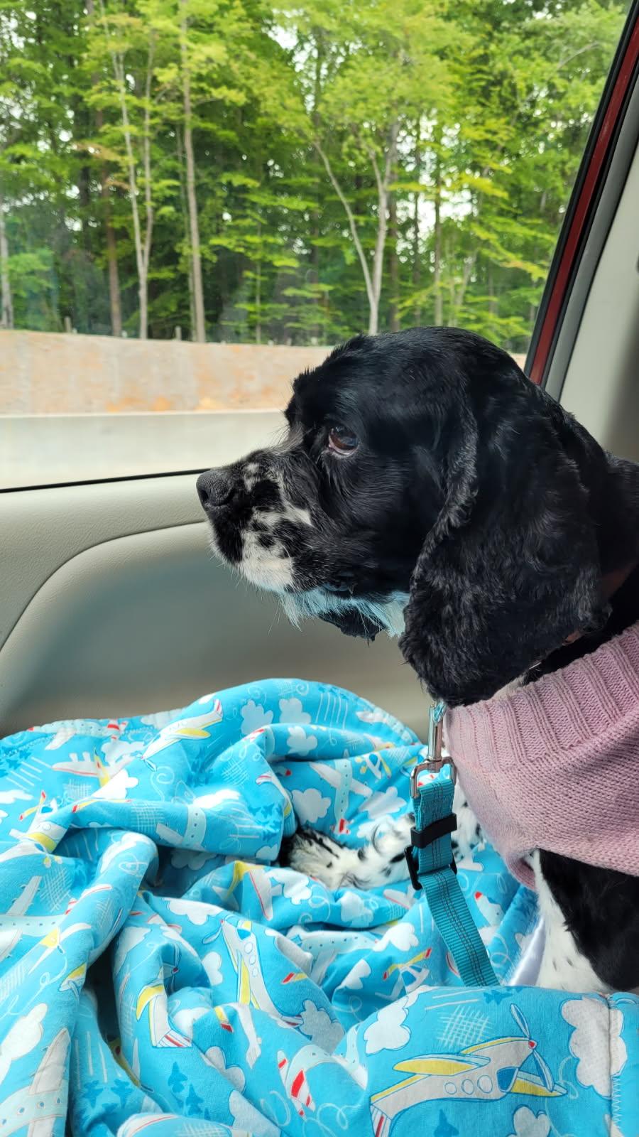 Charlotte -Special Needs/Experienced Adopter, a Adoptable Cocker Spaniel in Kannapolis, NC image 3/4