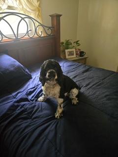Charlotte -Special Needs/Adopted, adopted, Young Female Cocker Spaniel.