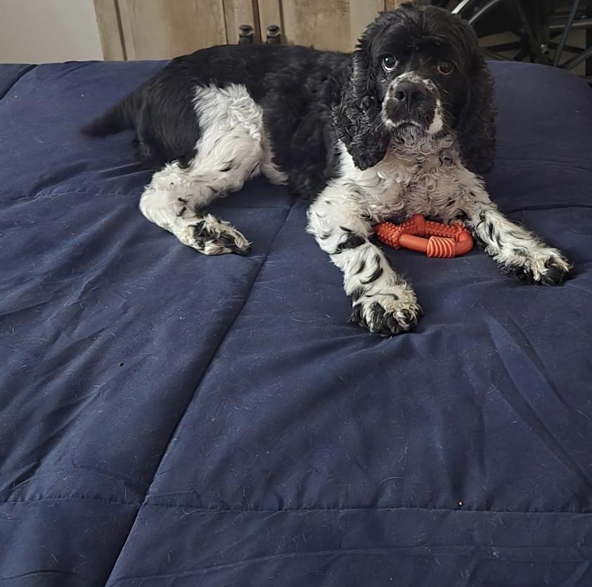 Enlarge Charlotte -Special Needs/Adopted, an adopted Cocker Spaniel in Kannapolis, NC image 2/4