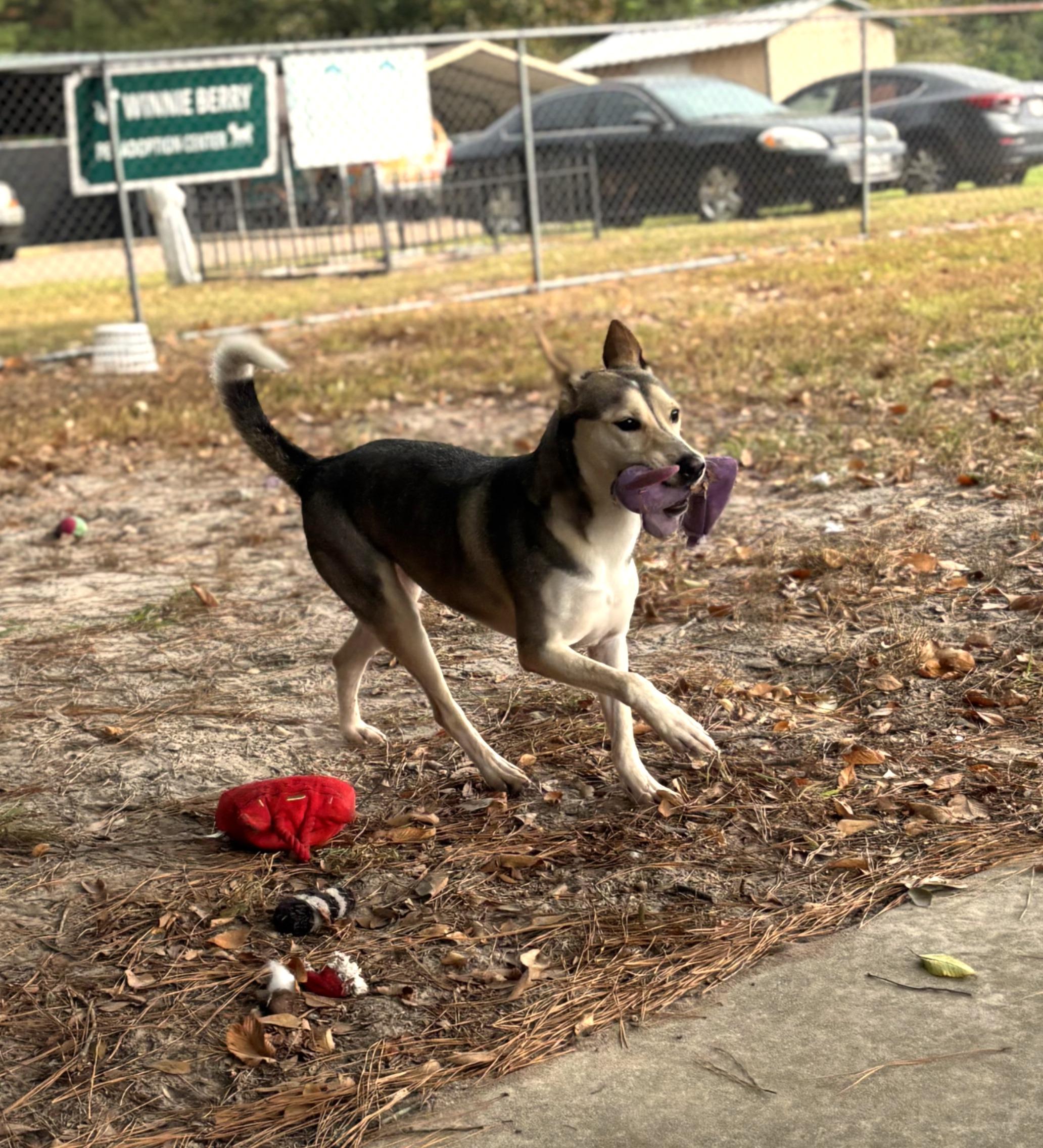 Enlarge Ellie, a Adoptable mixed breed in Lufkin, TX image 2/4