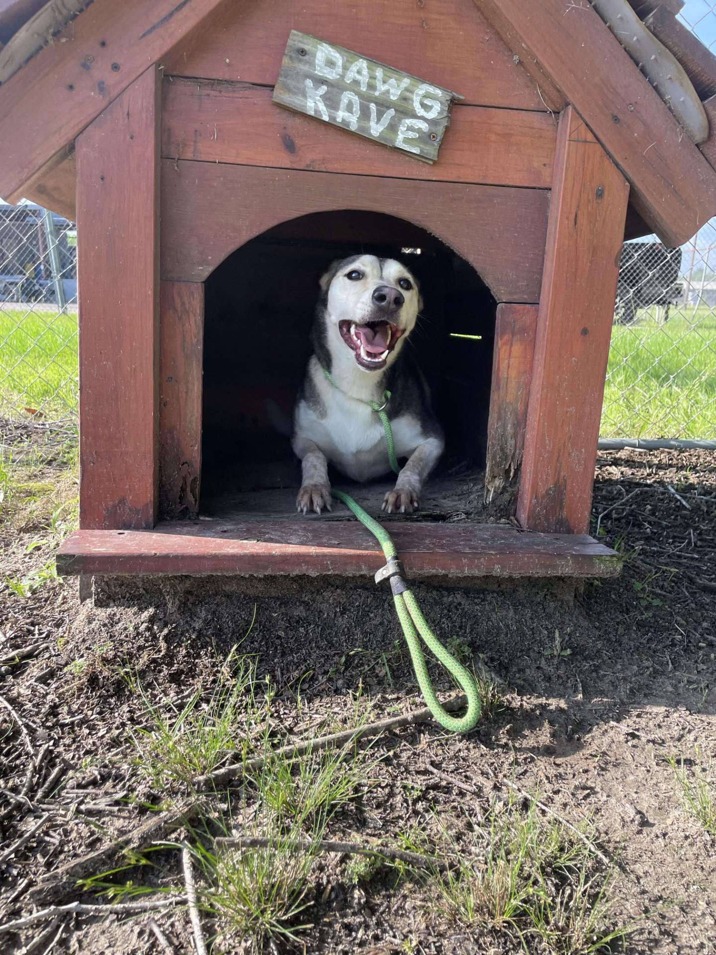 Enlarge Ellie, a Adoptable mixed breed in Lufkin, TX image 4/4