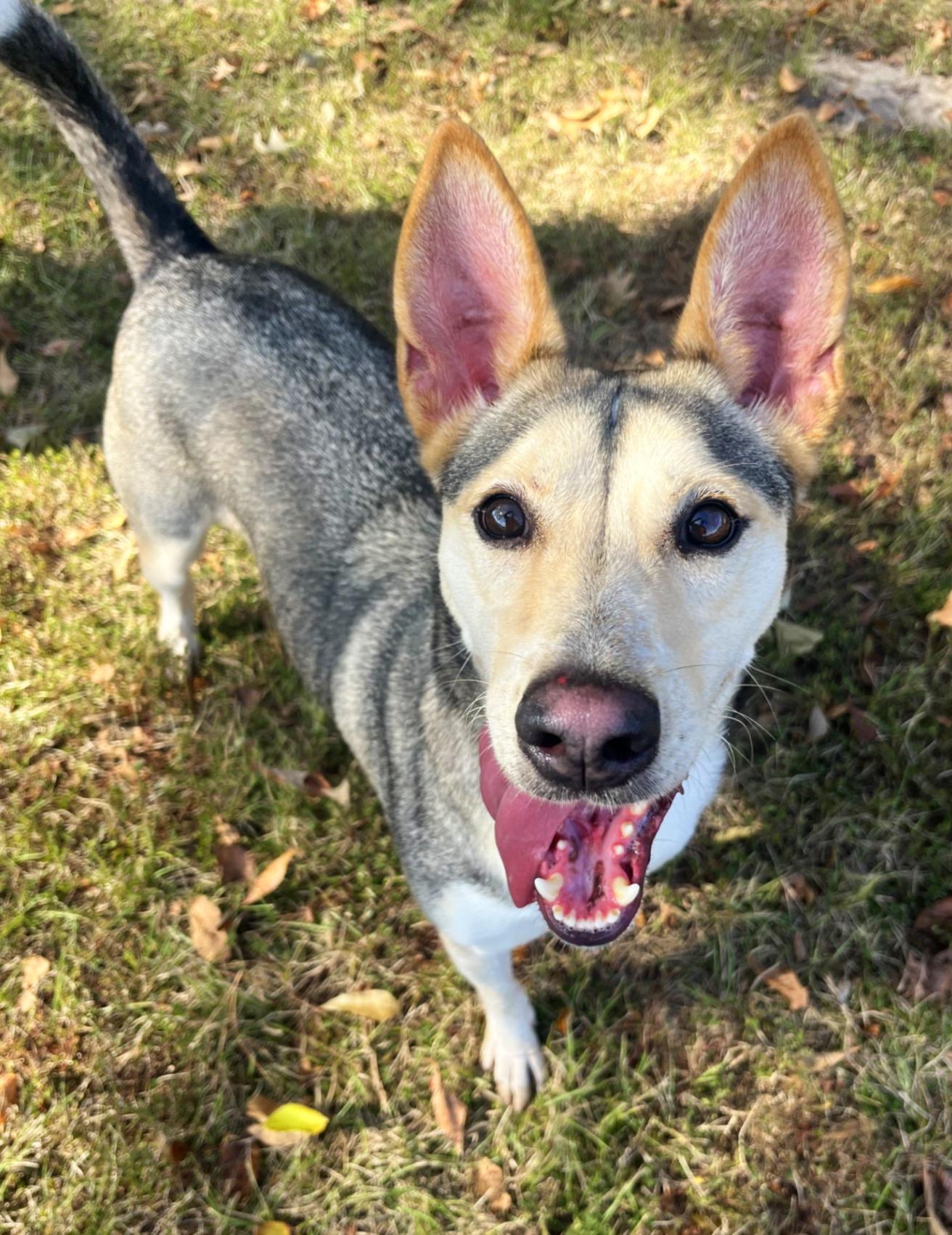 Enlarge Ellie, a Adoptable mixed breed in Lufkin, TX image 1/4