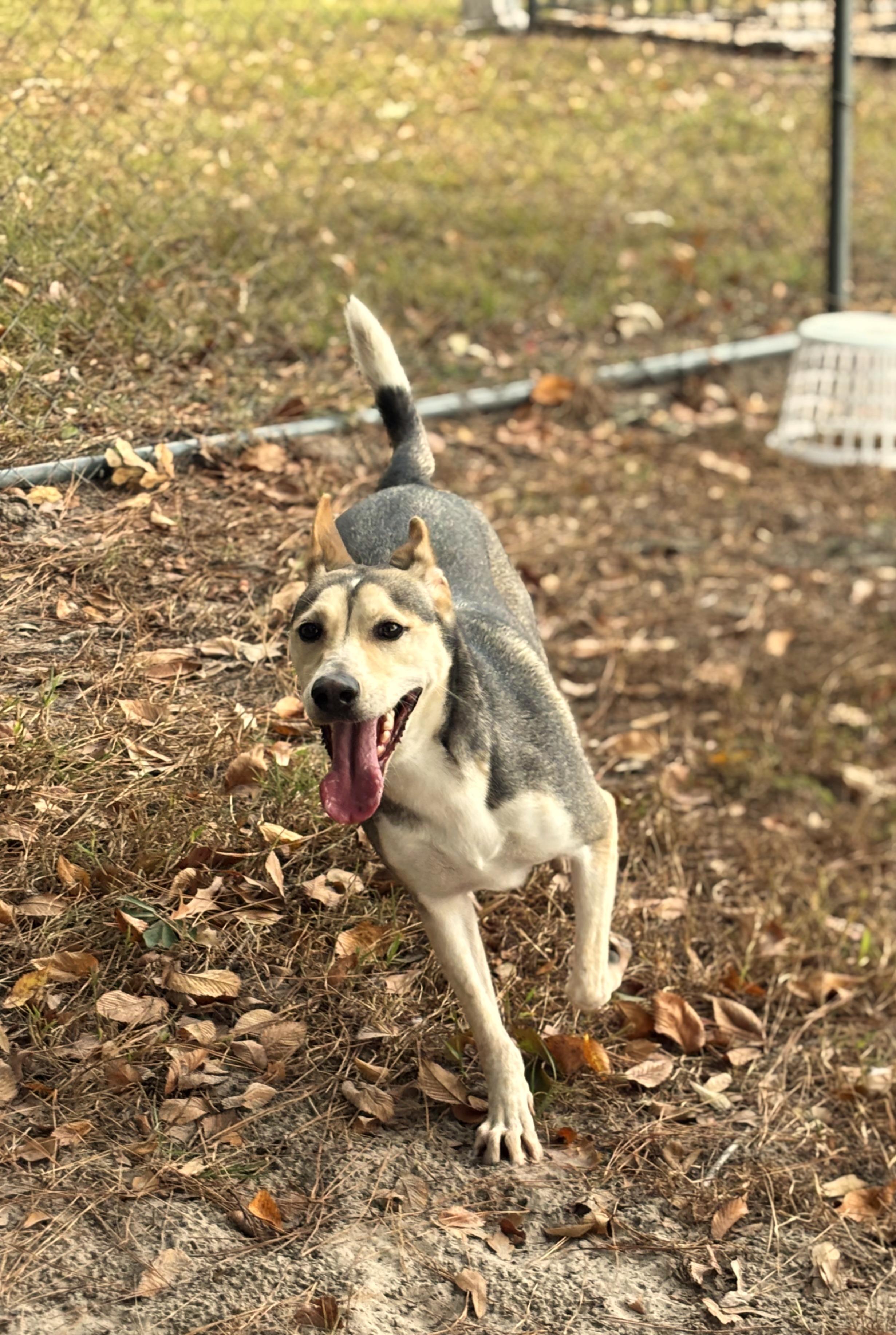 Enlarge Ellie, a Adoptable mixed breed in Lufkin, TX image 3/4