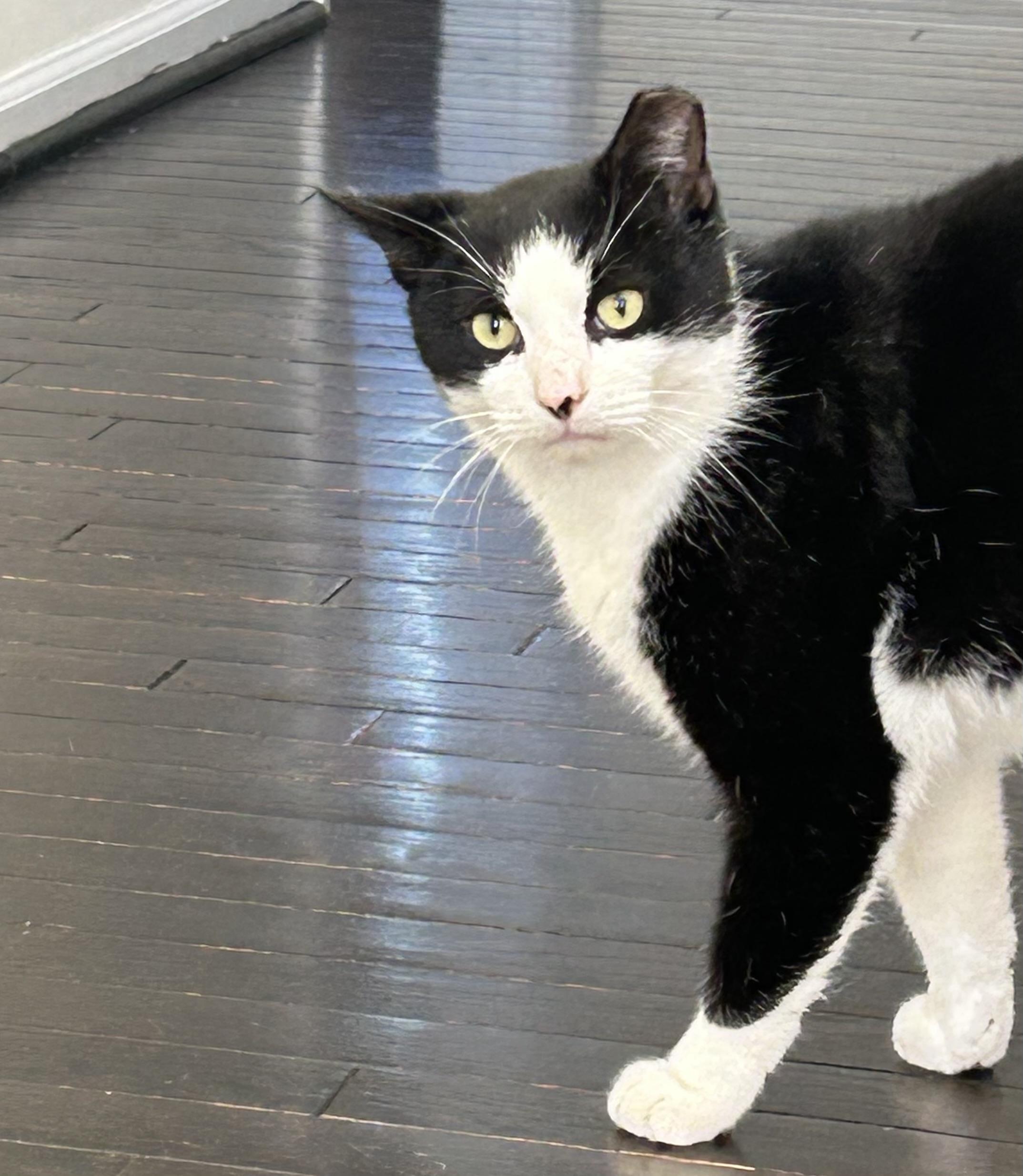 Oreo, a Adoptable Domestic Short Hair in Fairfax, VA image 1/5