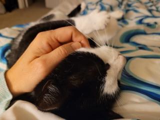 Oreo, a Adoptable Domestic Short Hair in Fairfax, VA image 2/5