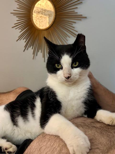 Oreo, a Adoptable Domestic Short Hair in Fairfax, VA image 3/5