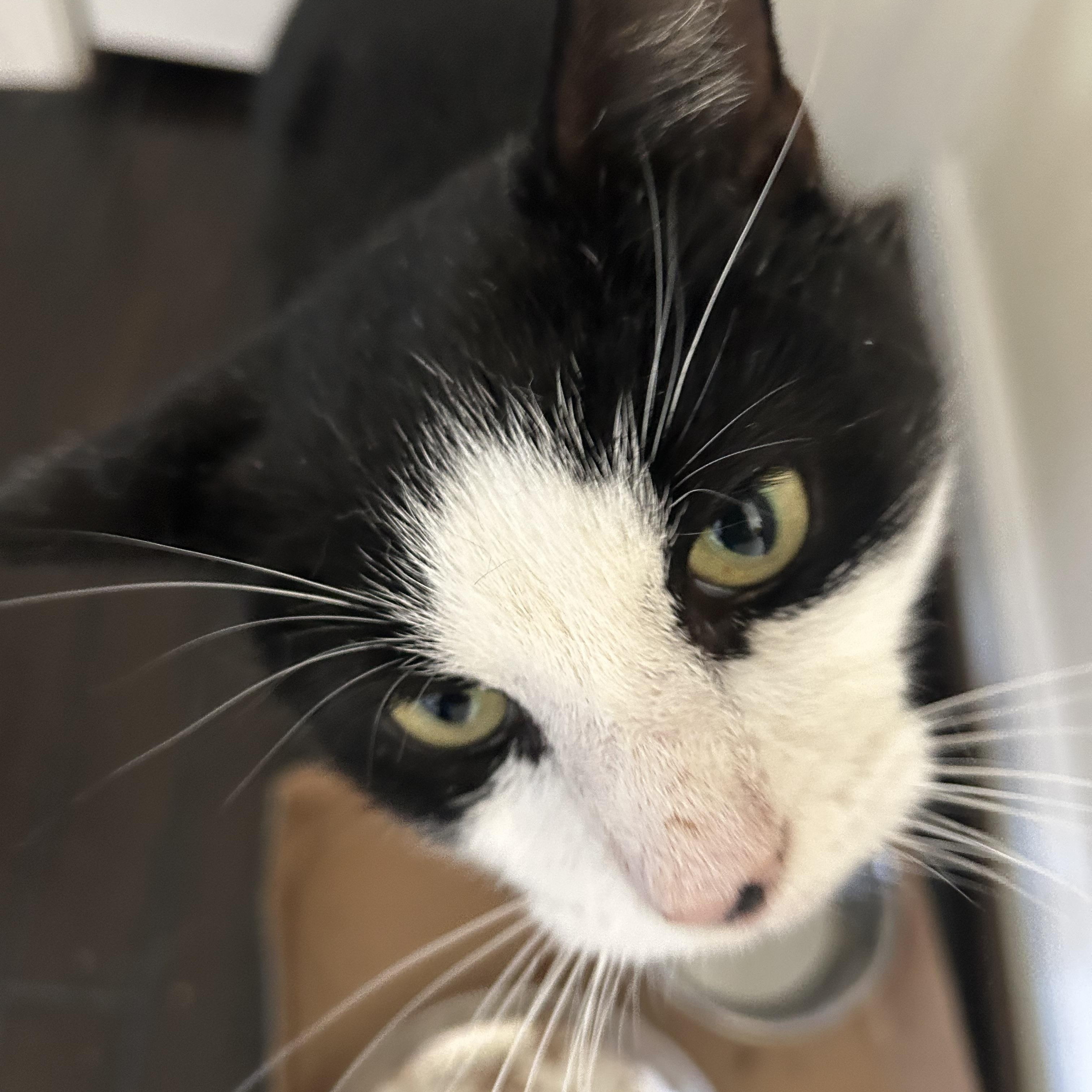 Oreo, a Adoptable Domestic Short Hair in Fairfax, VA image 5/5