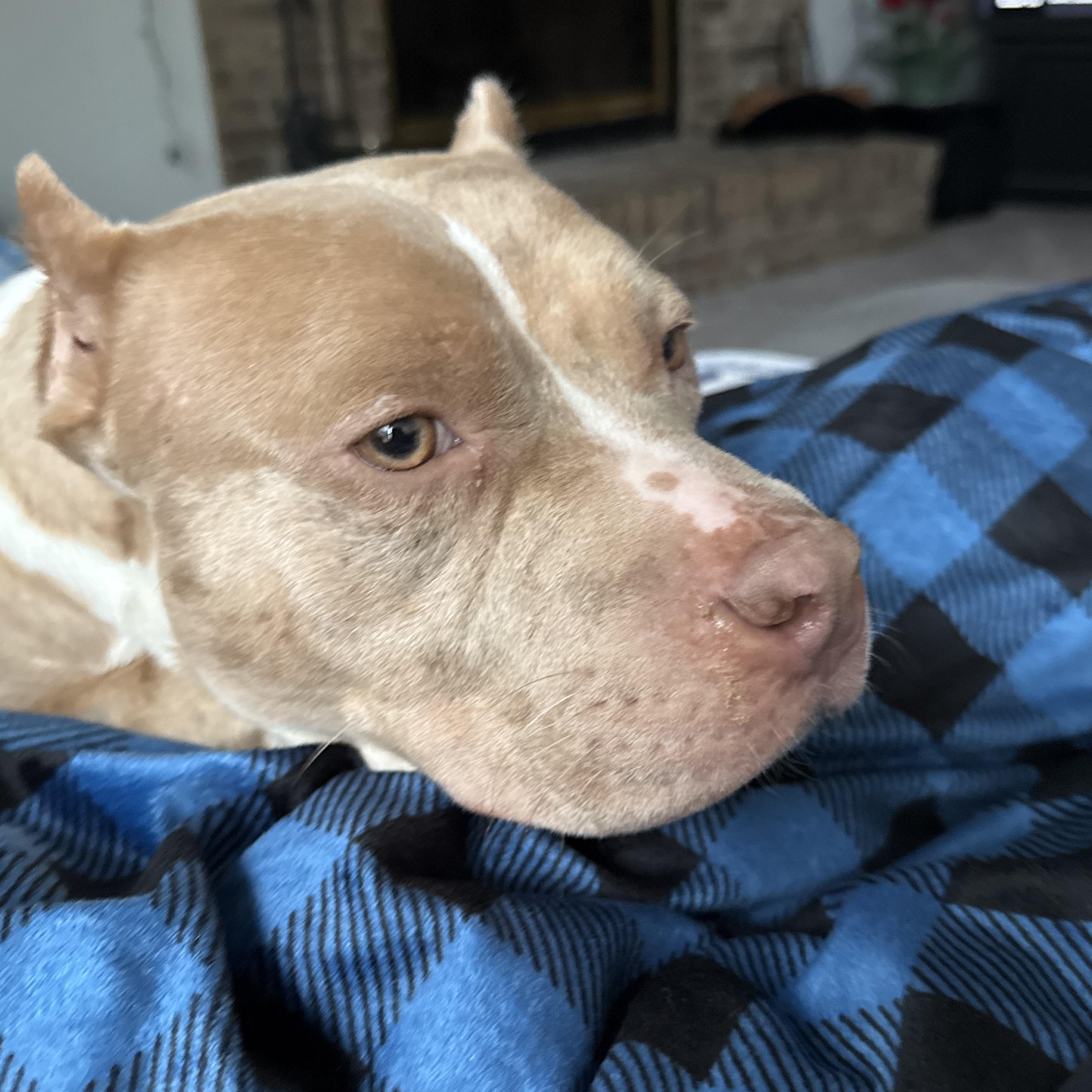 Enlarge Harli, a ADOPTABLE mixed breed in Warrenville, IL image 3/4