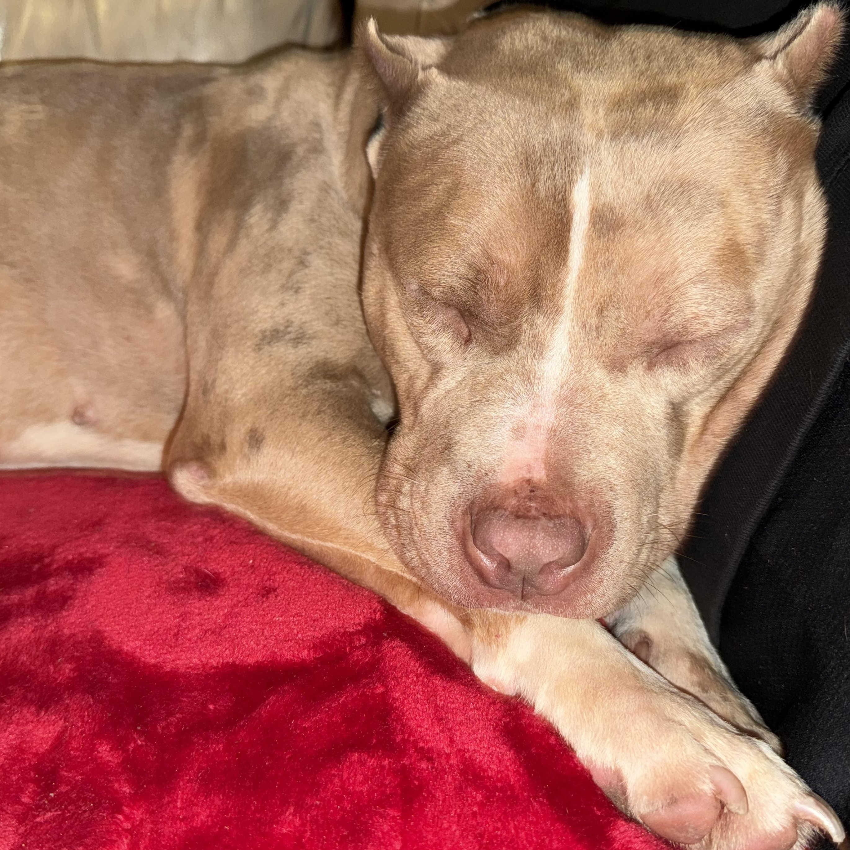 Enlarge Harli, a ADOPTABLE mixed breed in Warrenville, IL image 2/4