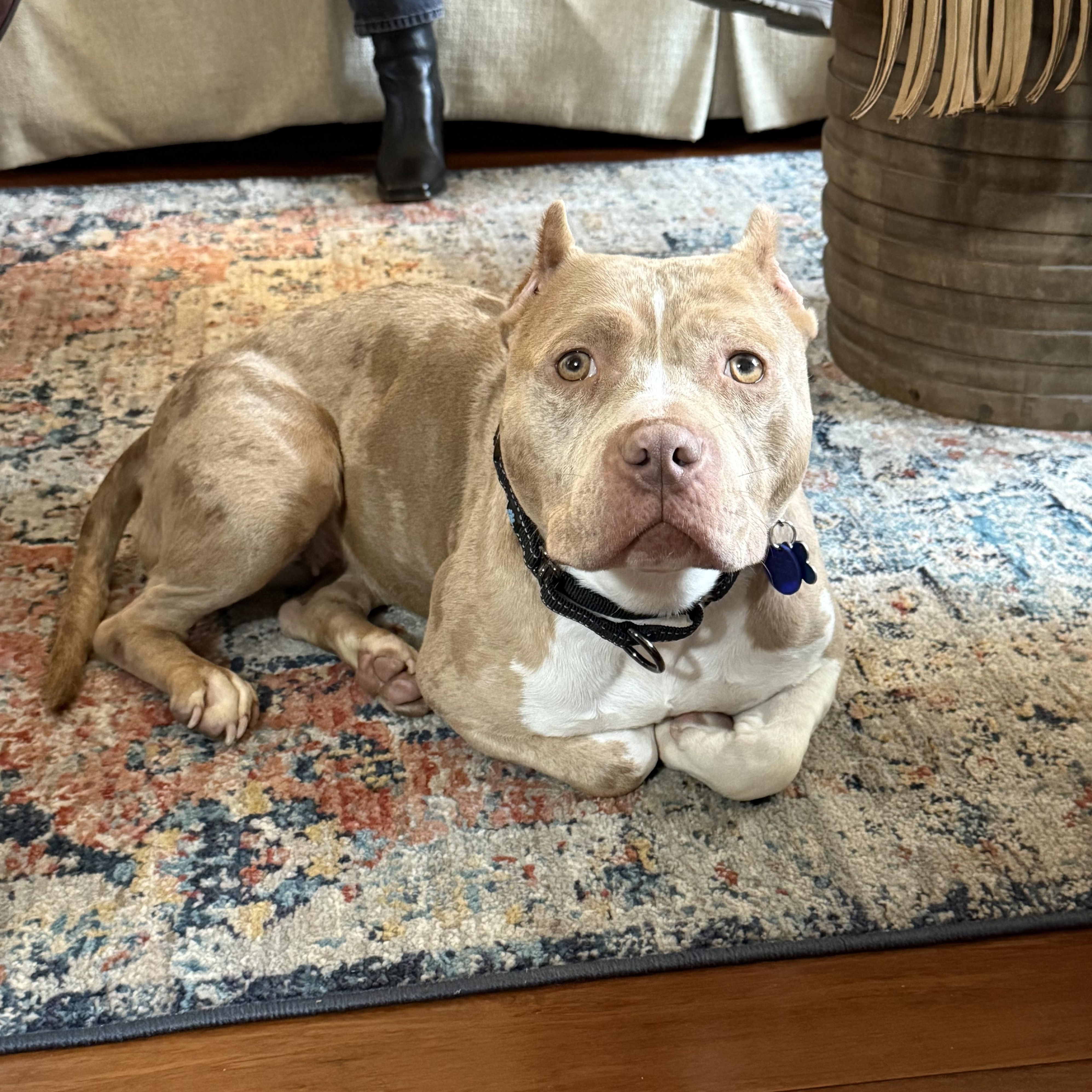 Enlarge Harli, a ADOPTABLE mixed breed in Warrenville, IL image 1/4