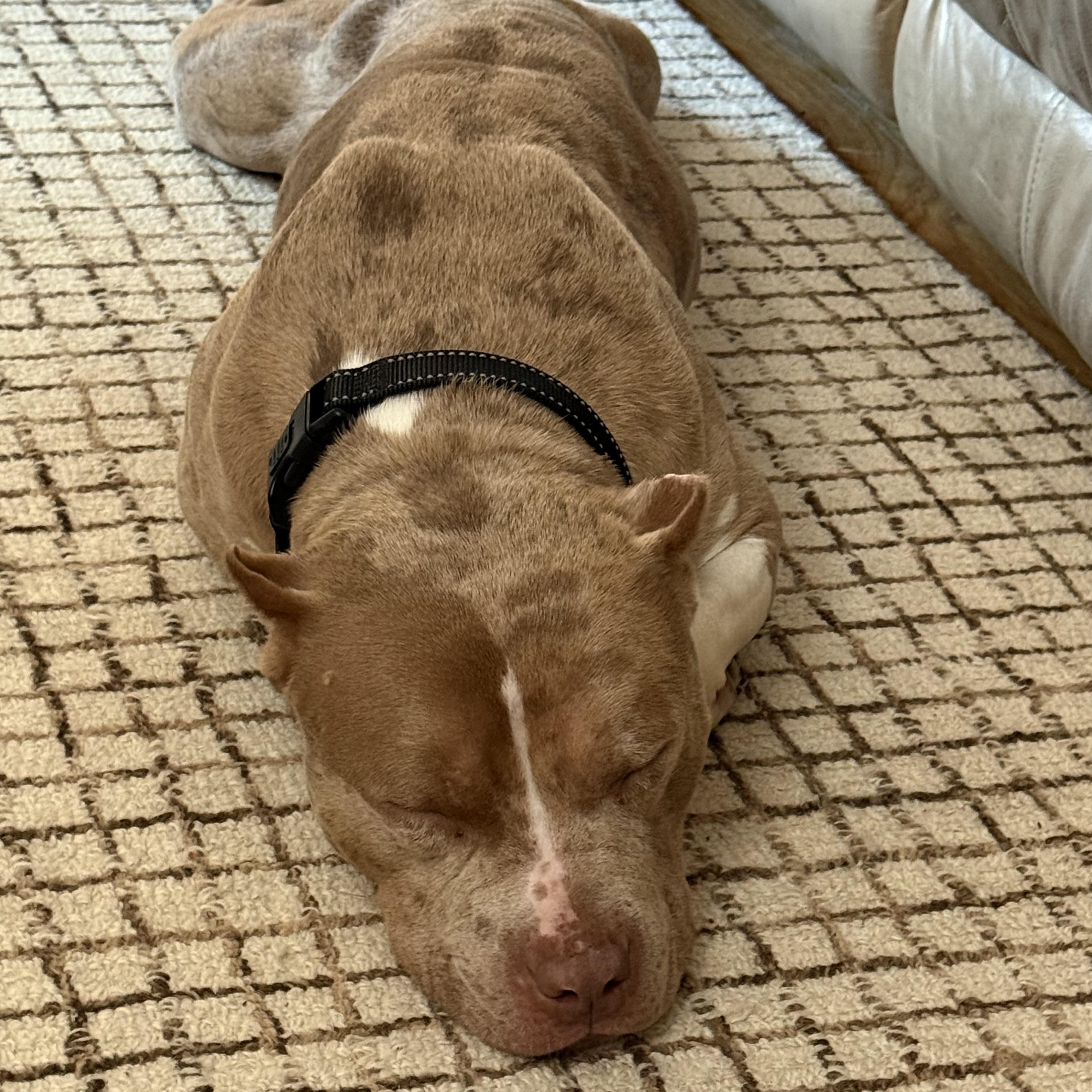 Enlarge Harli, a ADOPTABLE mixed breed in Warrenville, IL image 4/4