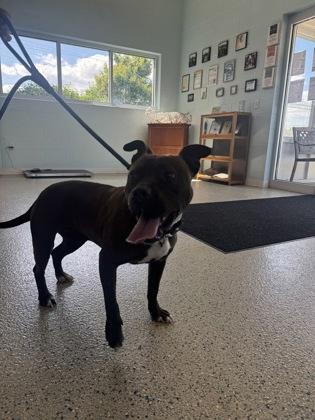 Nina, a Adoptable mixed breed in Columbus, IN image 1/3