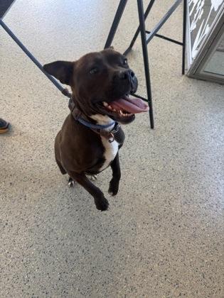 Nina, a Adoptable mixed breed in Columbus, IN image 2/3