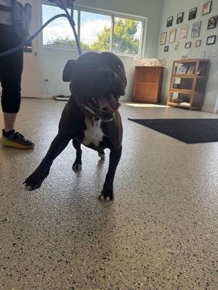 Nina, a Adoptable mixed breed in Columbus, IN image 3/3