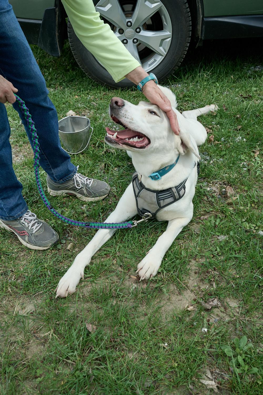 Haru, a ADOPTABLE mixed breed in Floyd, VA image 2/4