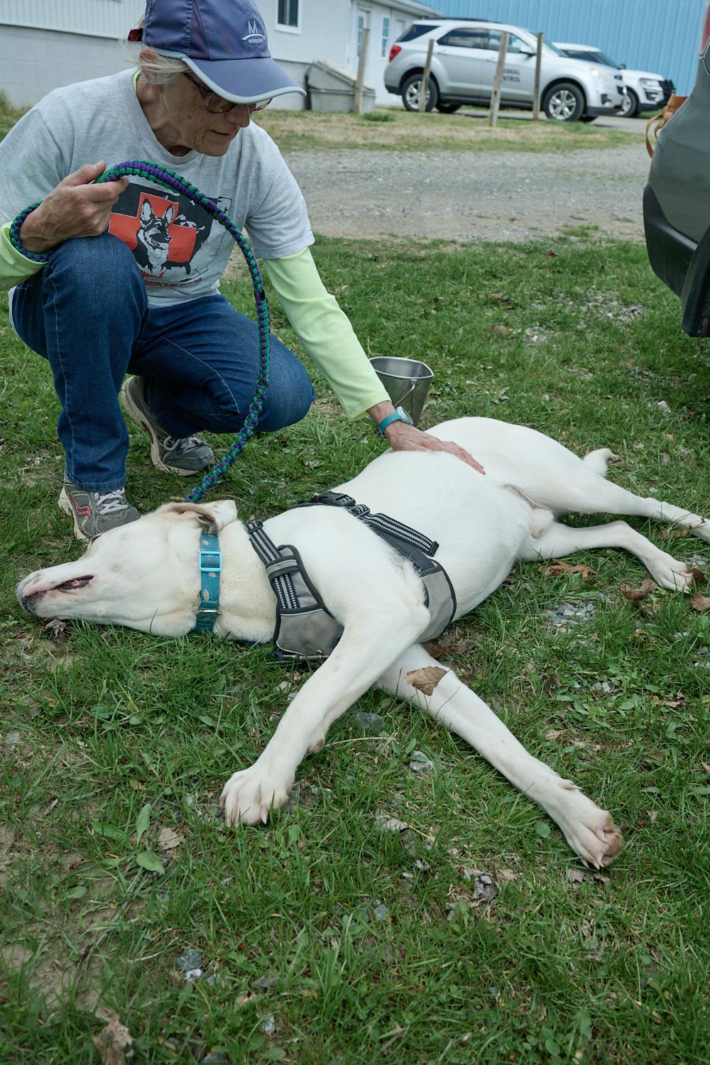 Haru, a ADOPTABLE mixed breed in Floyd, VA image 4/4