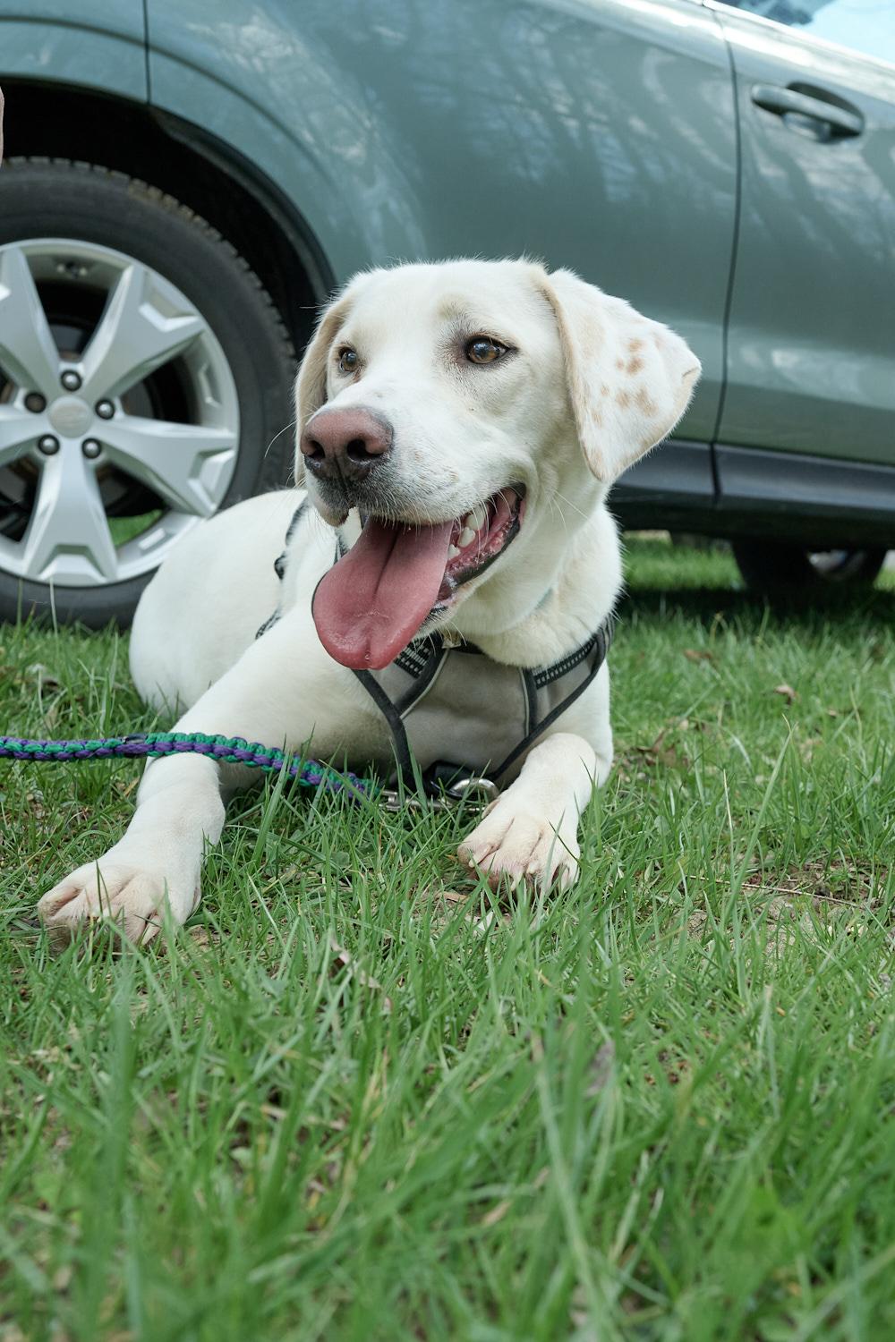 Haru, a ADOPTABLE mixed breed in Floyd, VA image 3/4