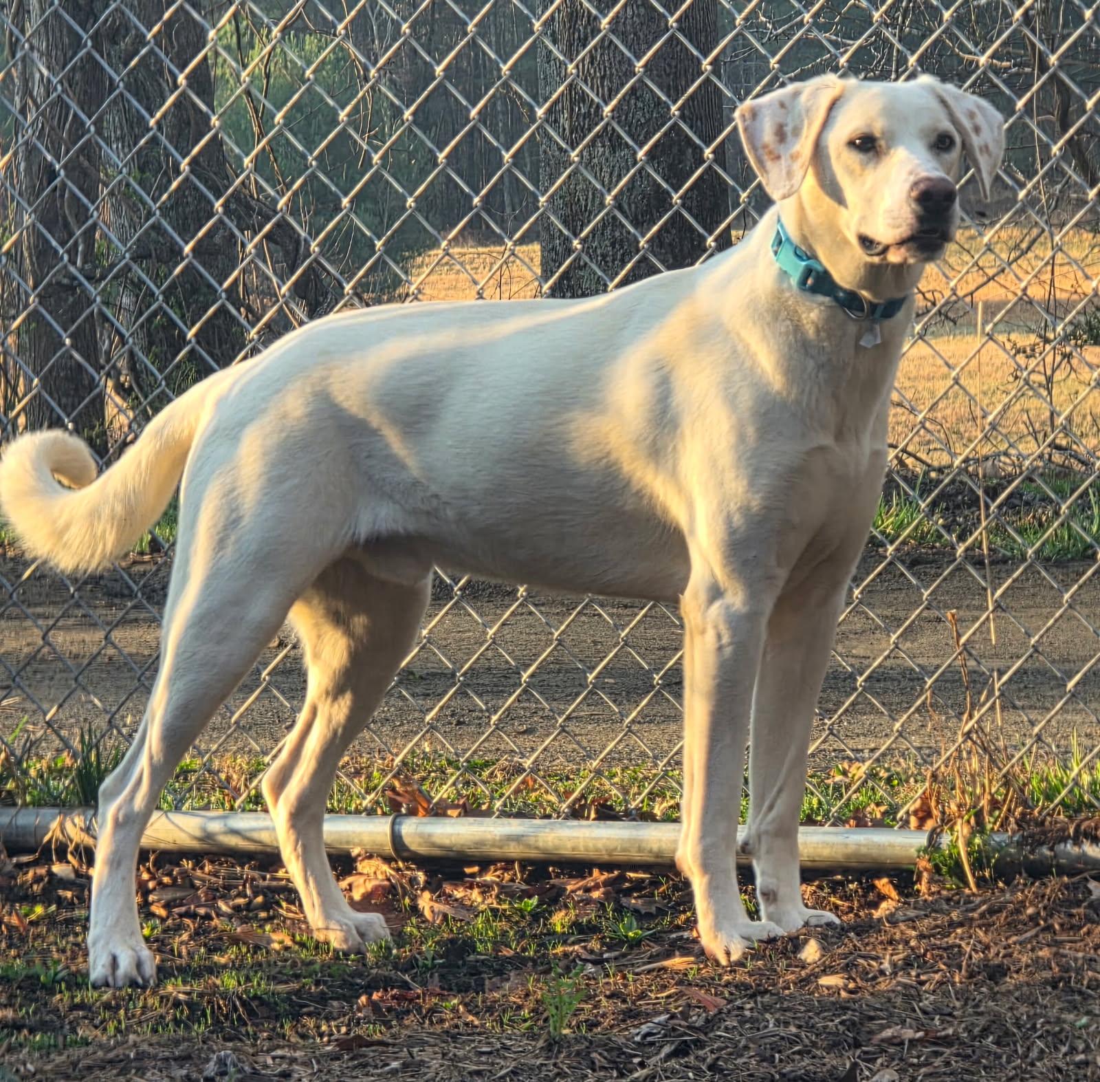 Enlarge Haru, a ADOPTABLE mixed breed in Floyd, VA image 1/1