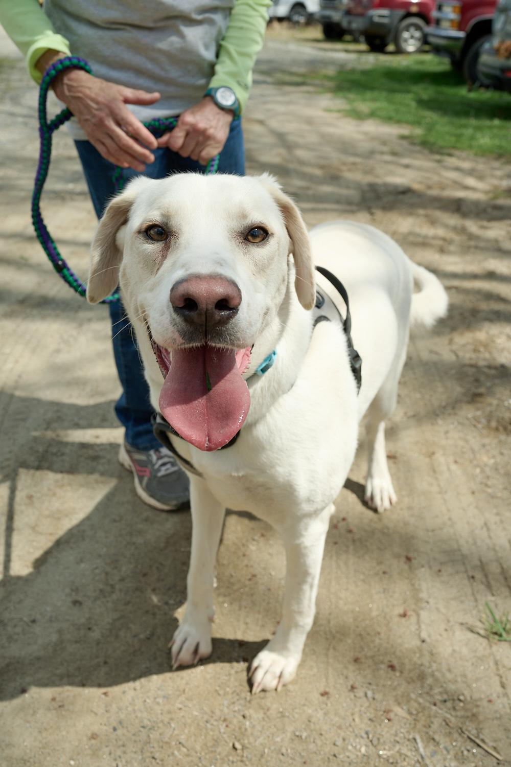 Haru, ADOPTABLE, Young Male Yellow Labrador Retriever & Pointer.