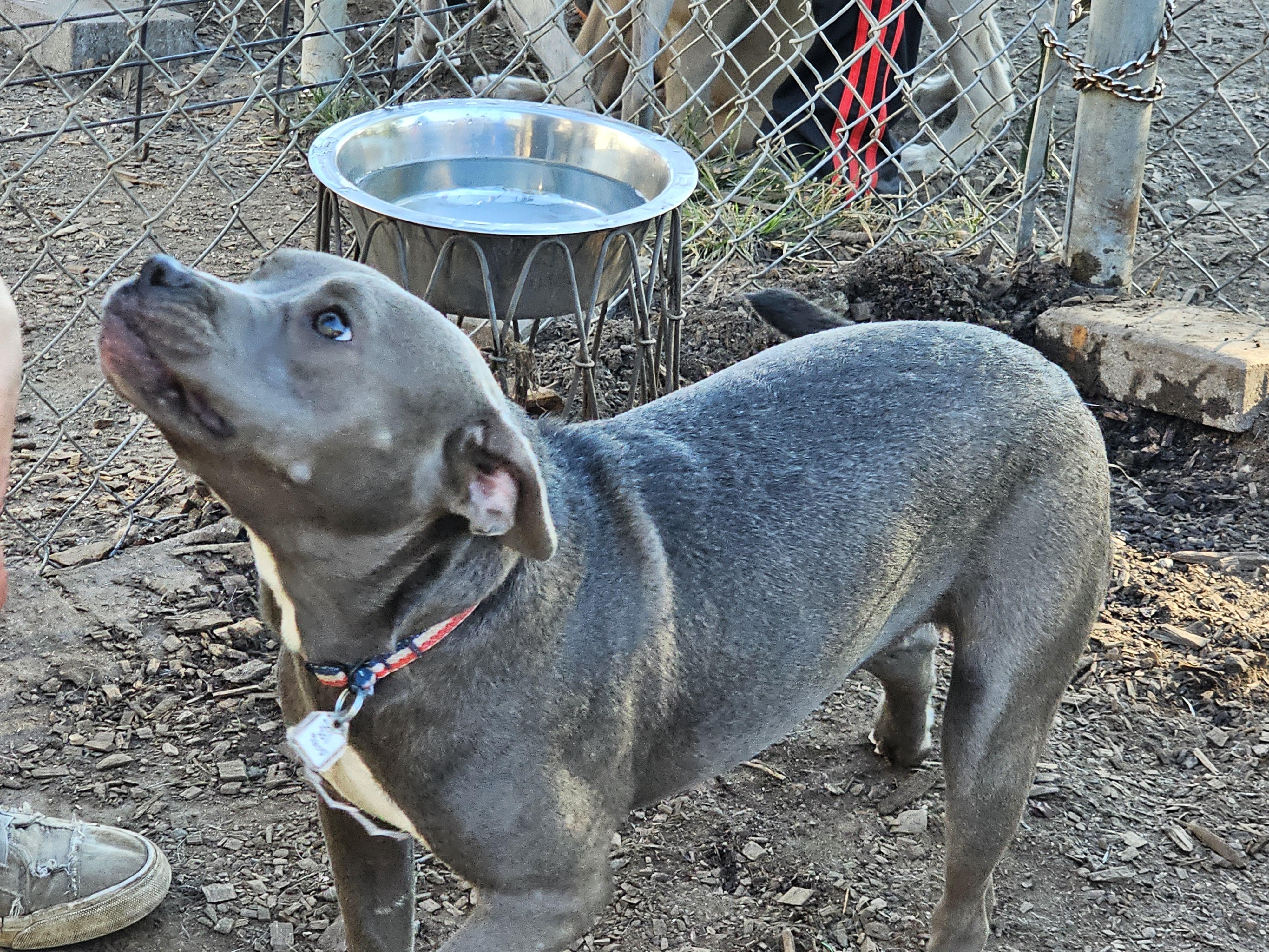 Enlarge Cassie, a ADOPTABLE mixed breed in Ringwood, NJ image 4/6