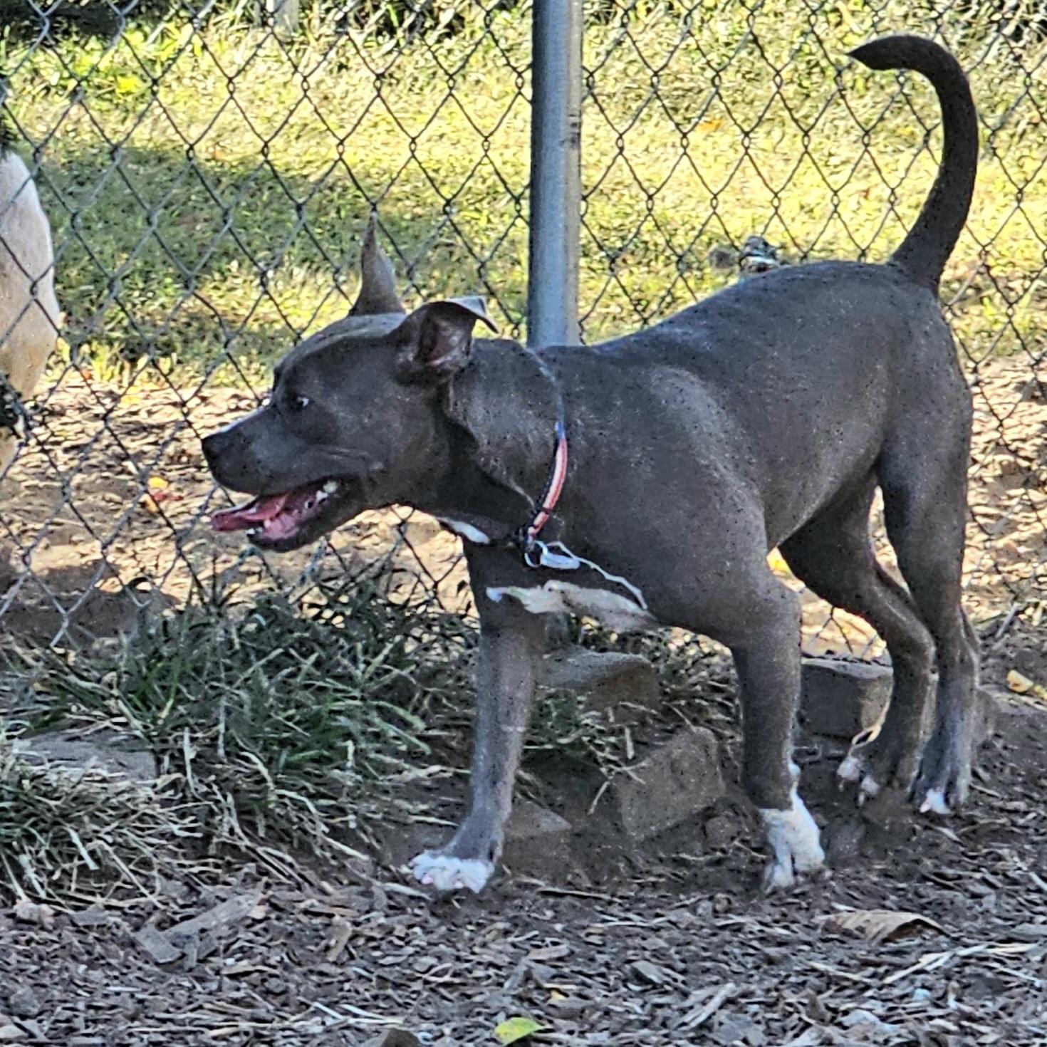 Enlarge Cassie, a ADOPTABLE mixed breed in Ringwood, NJ image 3/6
