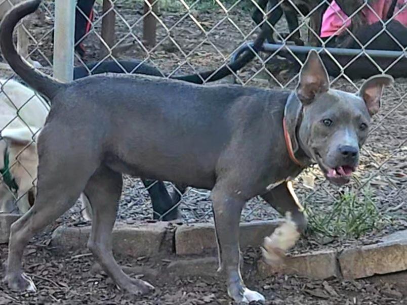 Enlarge Cassie, a ADOPTABLE mixed breed in Ringwood, NJ image 6/6