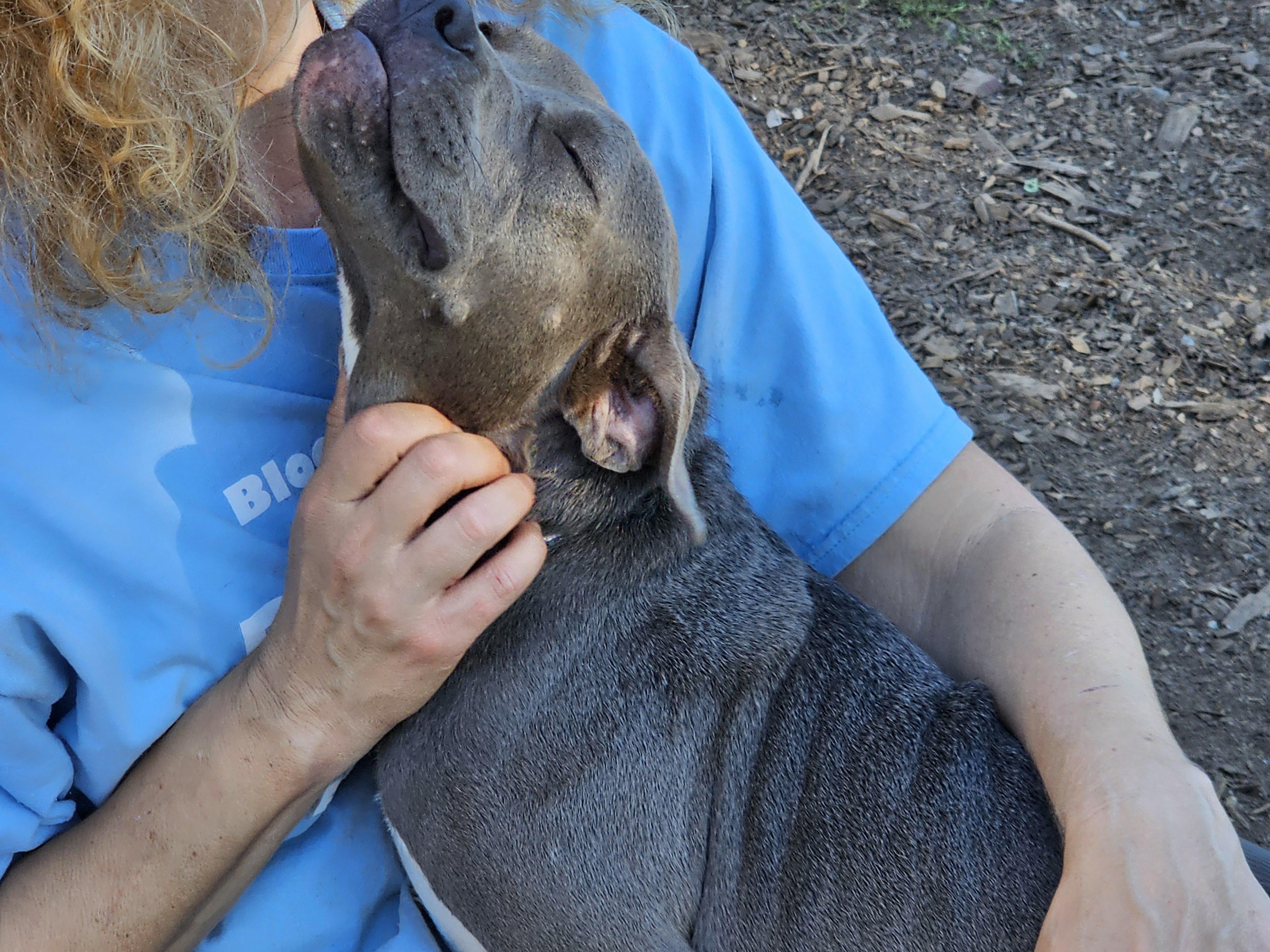Enlarge Cassie, a ADOPTABLE mixed breed in Ringwood, NJ image 5/6